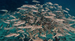 Sipadan_2015_Poisson Chat raye_Plotosus lineatus_IMG_3069_rc